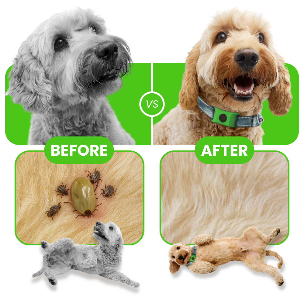 FurSure™ - 12 Months All Natural Flea and Tick Tags for Dogs