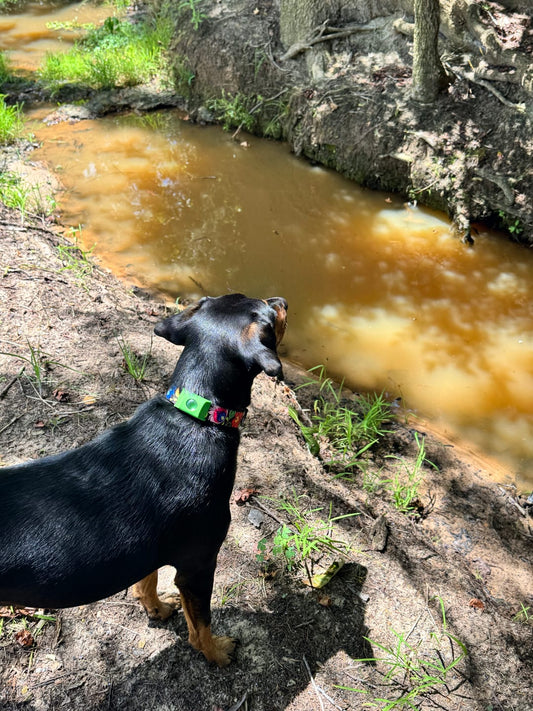 Natural Flea and Tick Protection for Dogs: The Safe Way to Keep Pests Away in Australia