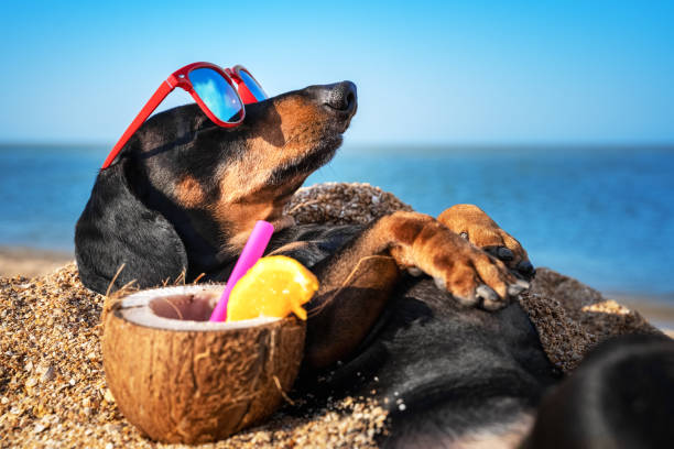 5 Aussie Summer Tips to Keep Your Dog Cool & Parasite-Free