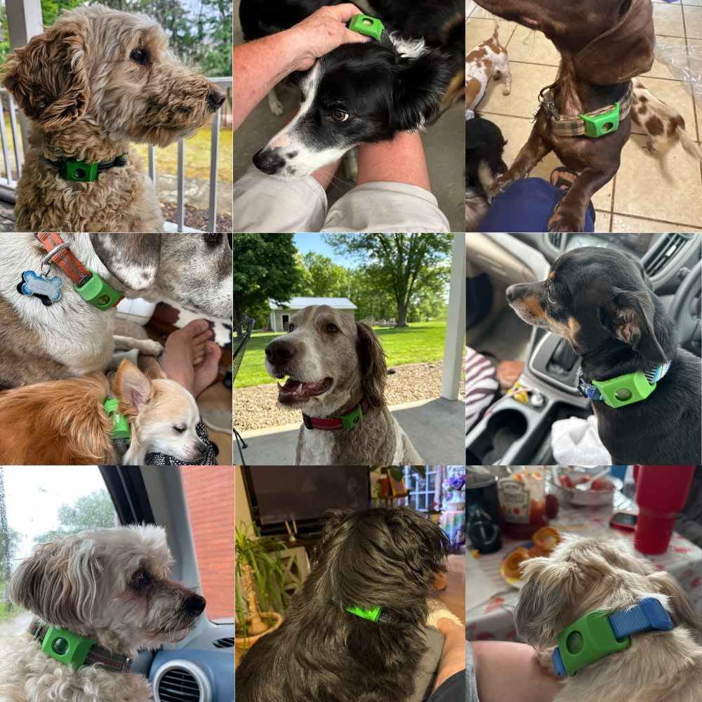 FurSure™ - 12 Months All Natural Flea and Tick Tags for Dogs