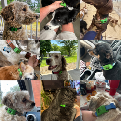 FurSure™ Pendant - 12 Months of Natural Protection for Dogs