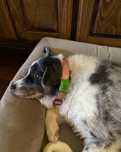 Customer testimonial video