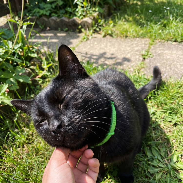 Kat met Morbix penning